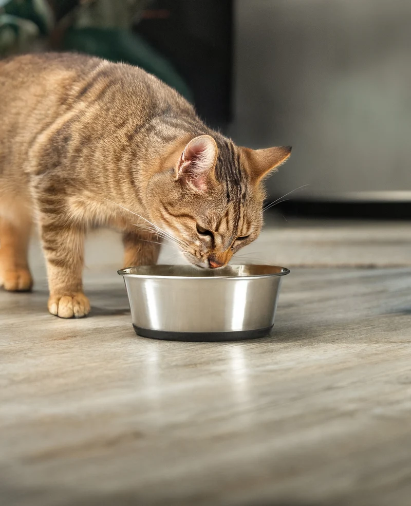 Katzennapf aus Edelstahl, rutschfest