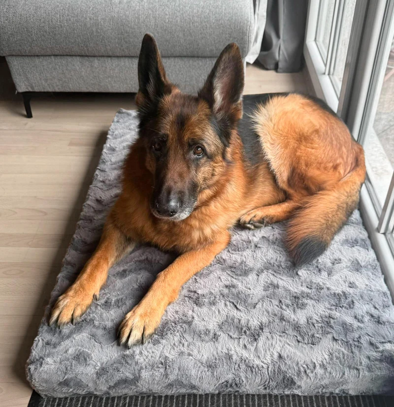 Wechselbezug Hundematte Ortho, Fell GRAU