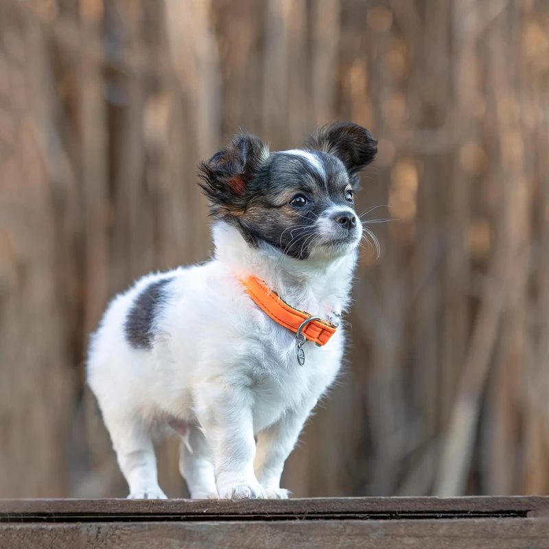 Halsband Softie NEONORANGE