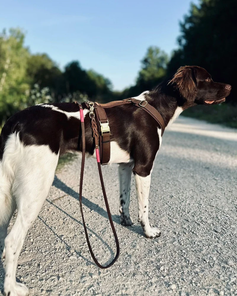 Hundegeschirr Softie DUNKELBRAUN