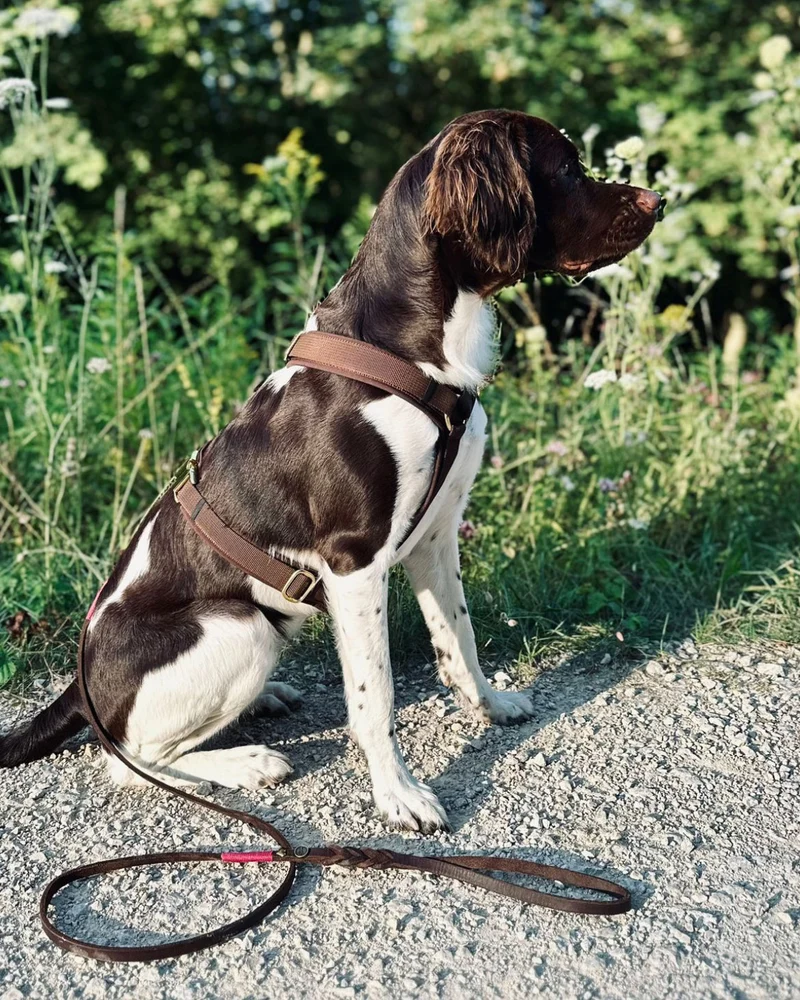 Hundegeschirr Softie DUNKELBRAUN