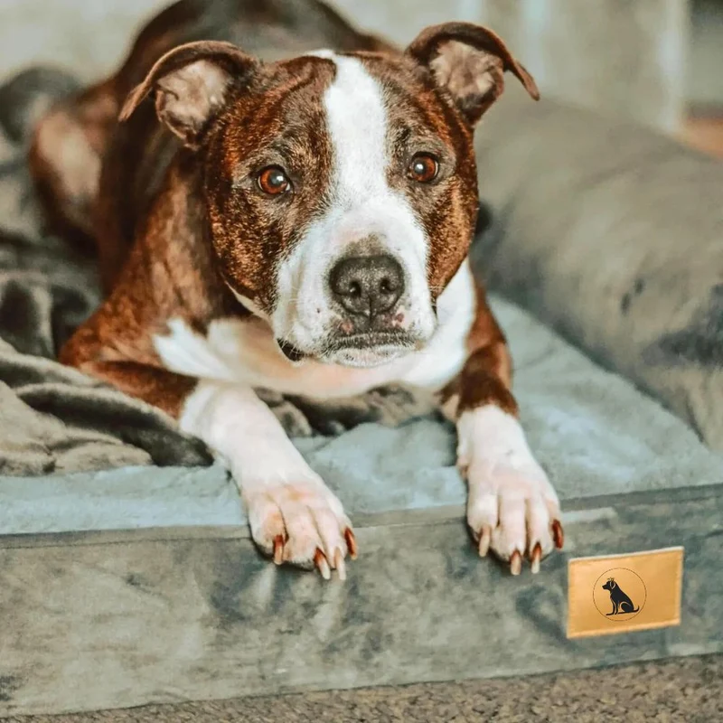 Orthopädisches Hundebett „Elegance“ - HUNDESCHATZ™