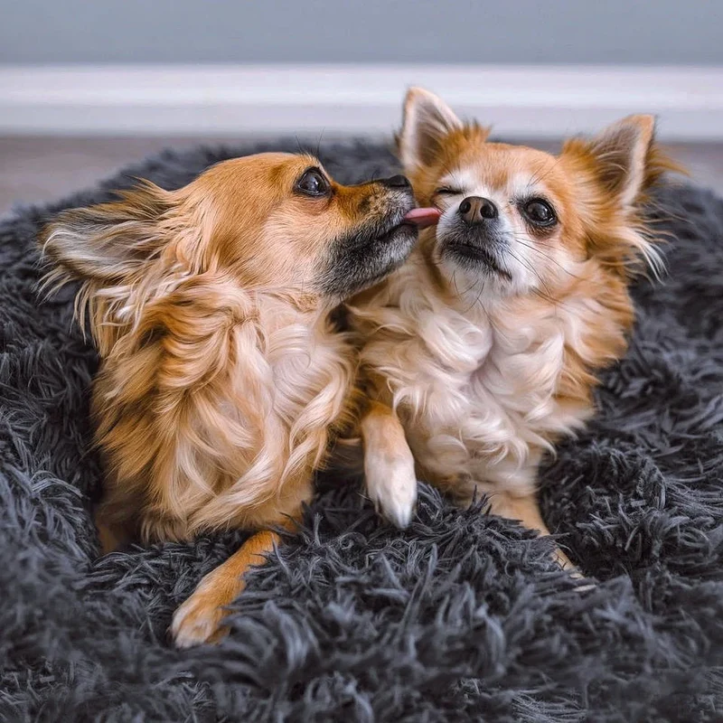 Hundekörbchen „Wolke 7“ – HUNDESCHATZ™
