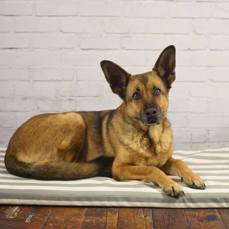 Orthopädische Hundematte - Sylt