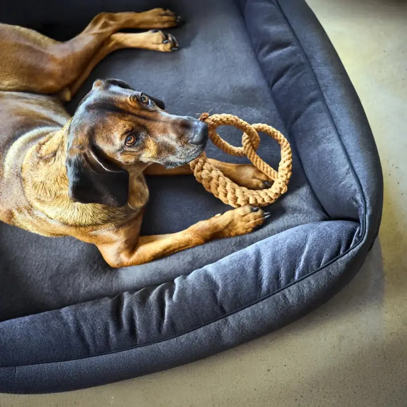 Ortho Bett Buffalo