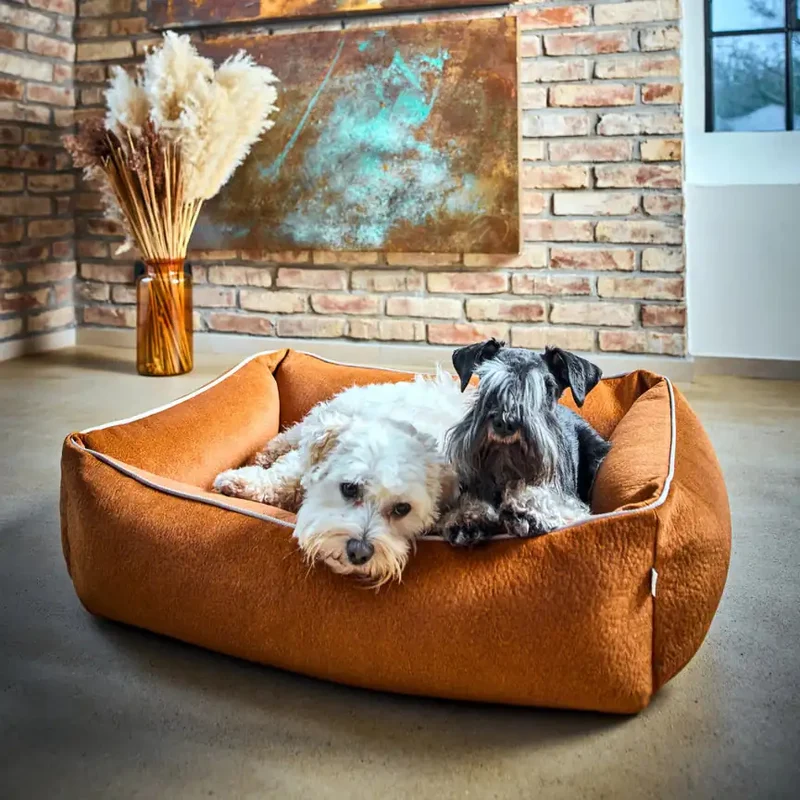 Ortho Bett Buffalo