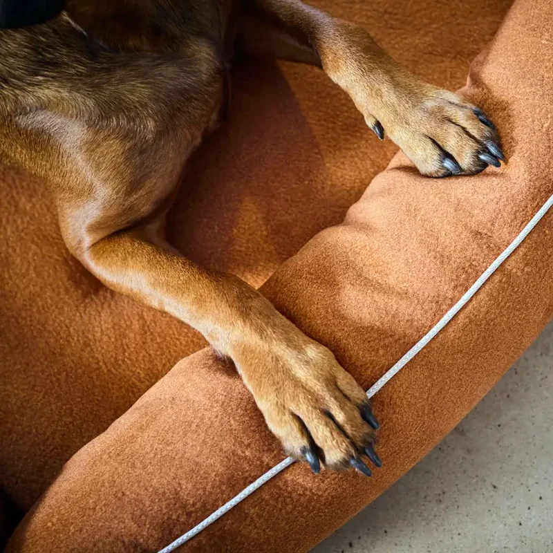 Ortho Bett Buffalo