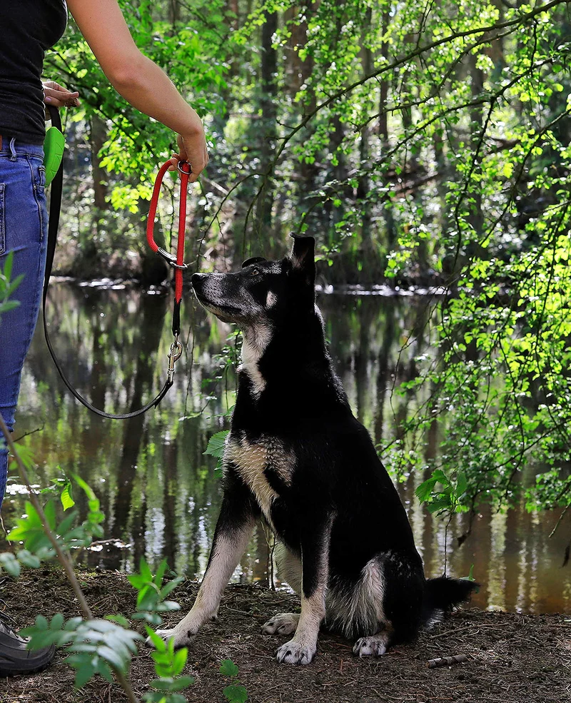 Hundehalsband mit Zugstopp