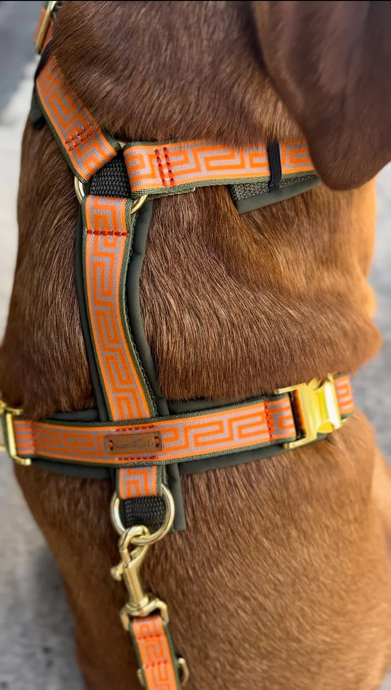 Hundegeschirr WELLENBRECHER