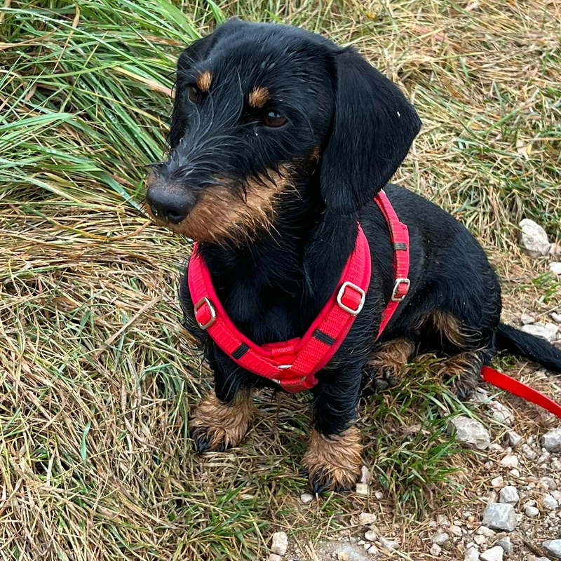 Hundegeschirr Softie ROT