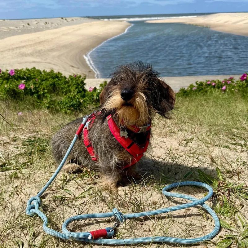 Hundegeschirr Softie ROT