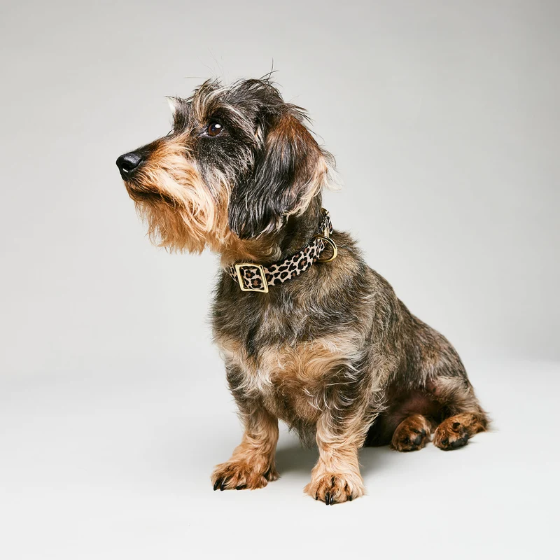 Welpenhalsband LEO