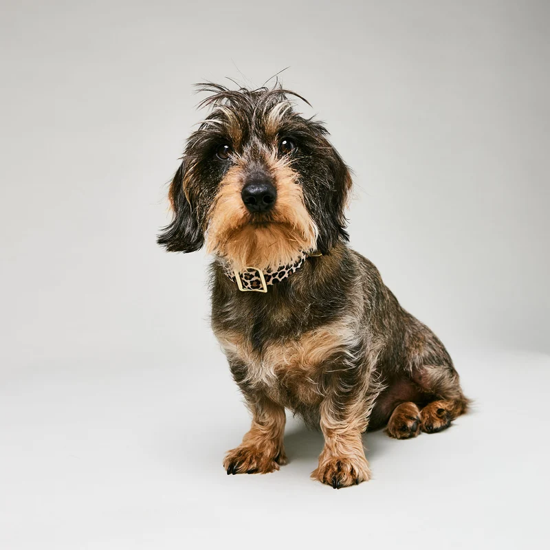 Welpenhalsband LEO