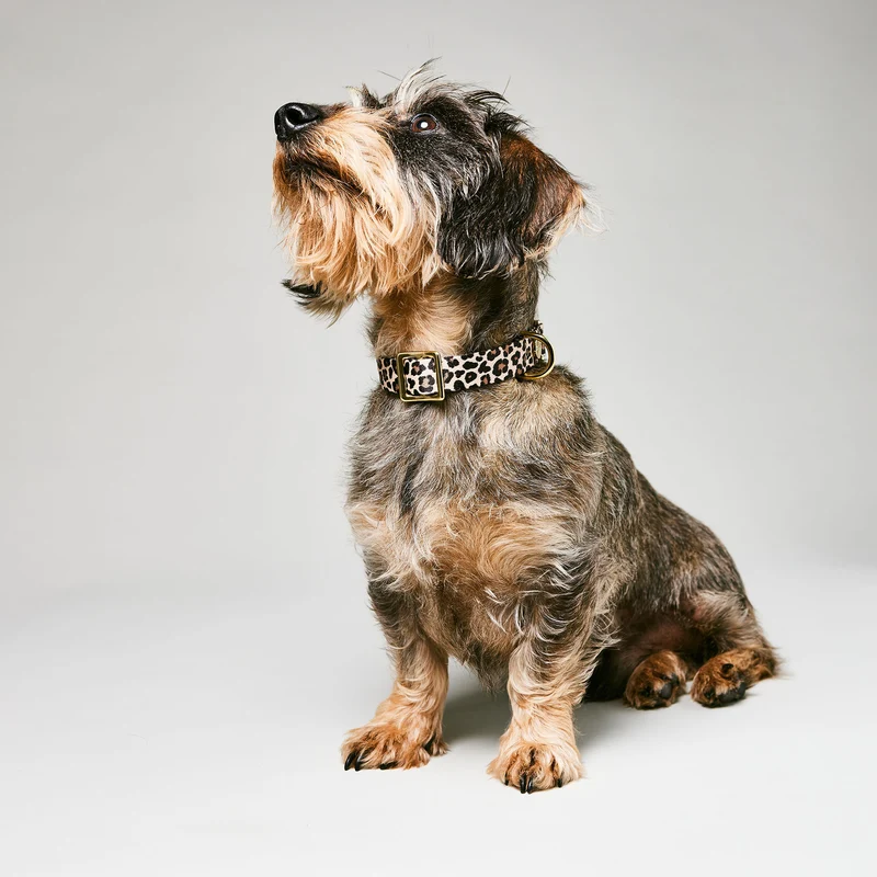 Welpenhalsband LEO