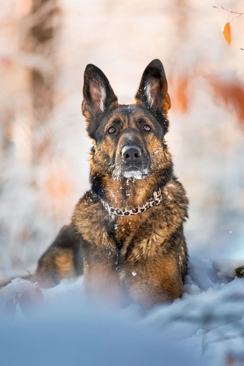 Welpenhalsband LEO