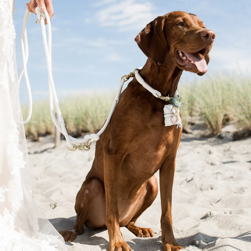 Zugstopp-Halsband Pure Breeze WEISS