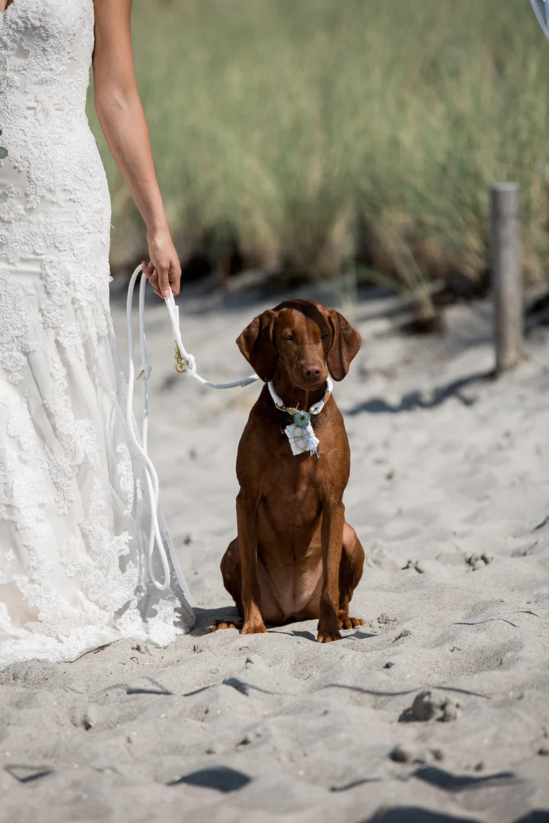 Zugstopp-Halsband Pure Breeze WEISS