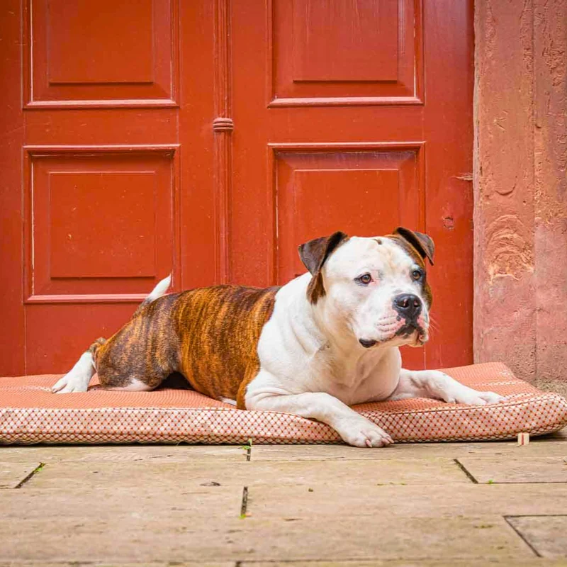 Orthopädische Hundematte - CARA