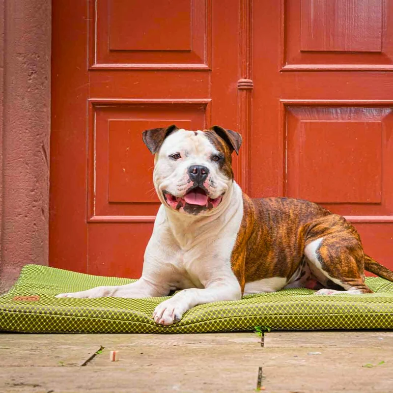 Orthopädische Hundematte - CARA