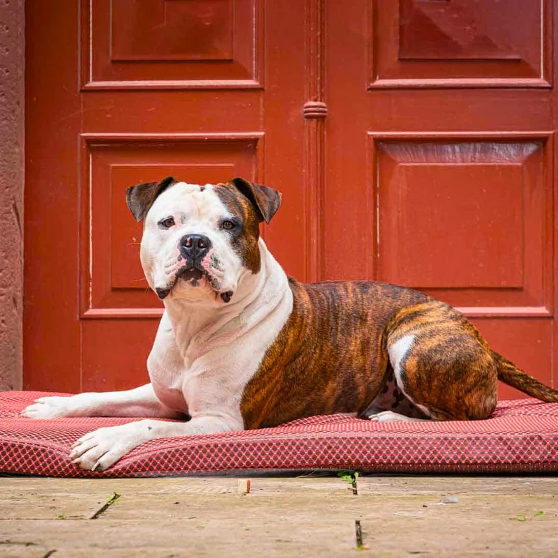 Orthopädische Hundematte - CARA