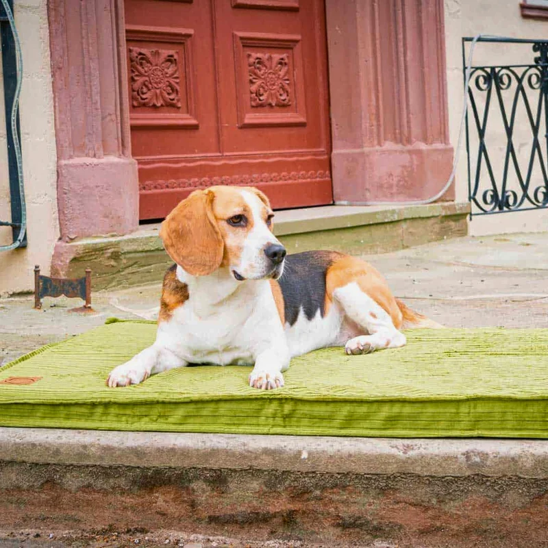 Orthopädische Hundematte - Boheme