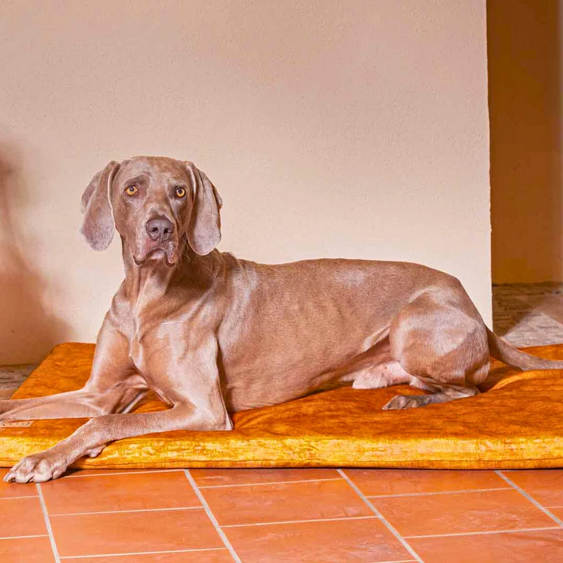 Orthopädische Hundematte - Vintage-Samt