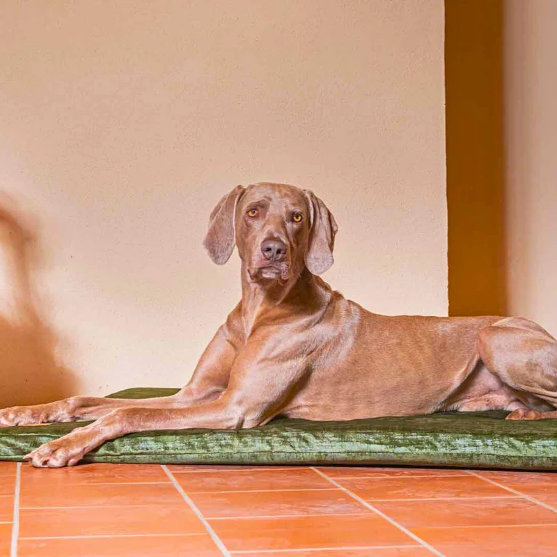 Orthopädische Hundematte - Vintage-Samt