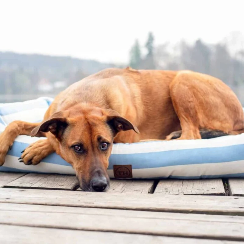 Orthopädisches Visco-Einlegekissen für Hundebetten von Traumhund®