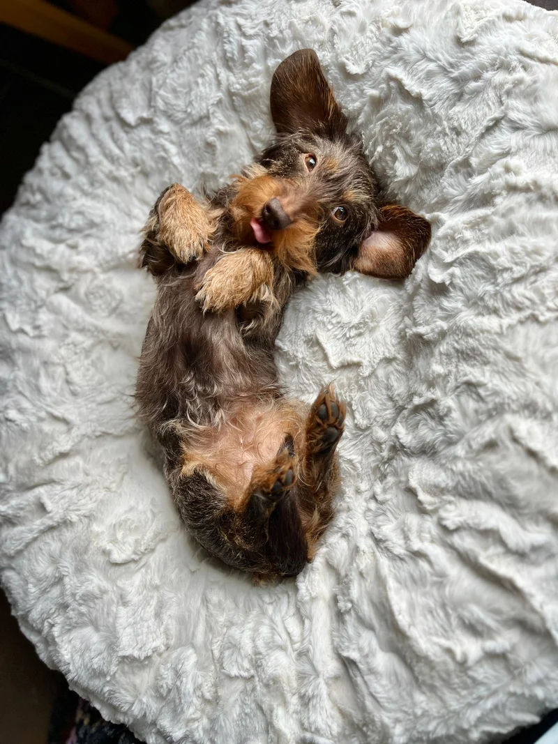 Hundebett rund, Bagelbettchen, Fell WOLLWEISS