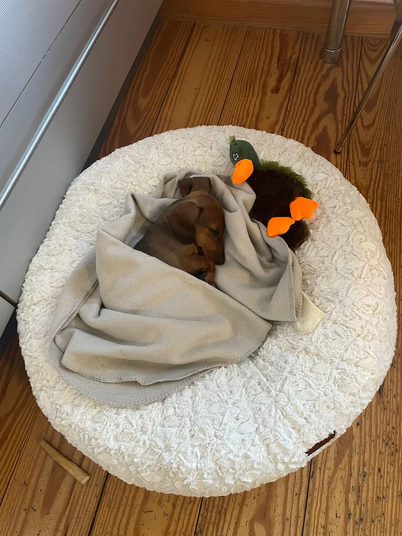 Hundebett rund, Bagelbettchen, Fell WOLLWEISS