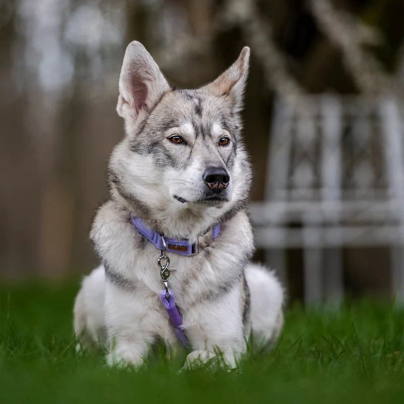 Halsband Softie LAVENDEL