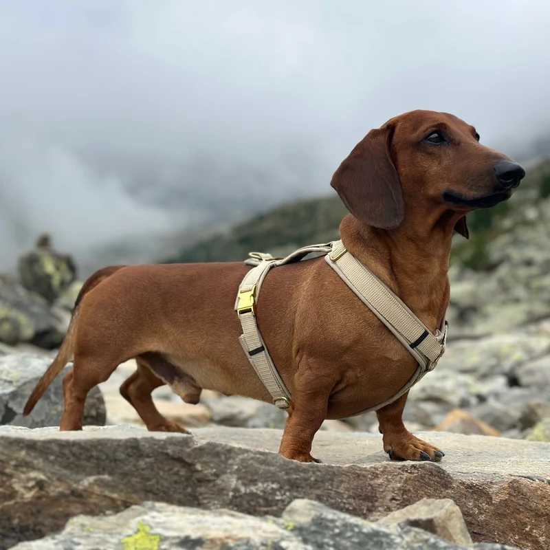 Hundegeschirr Softie BEIGE