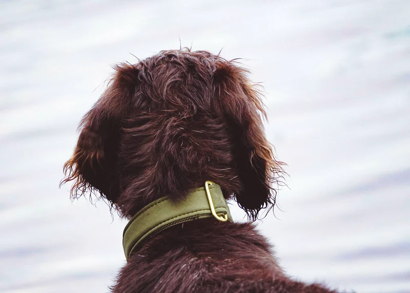 Halsband Softie OLIV