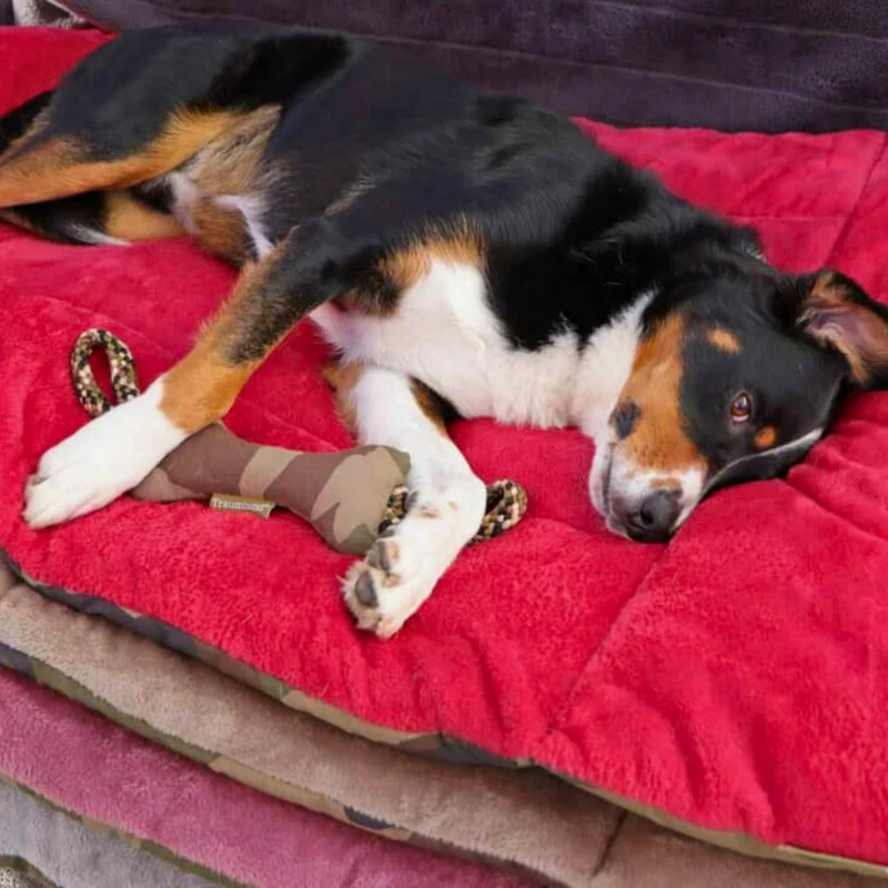 Traumhund® Kordelknochen