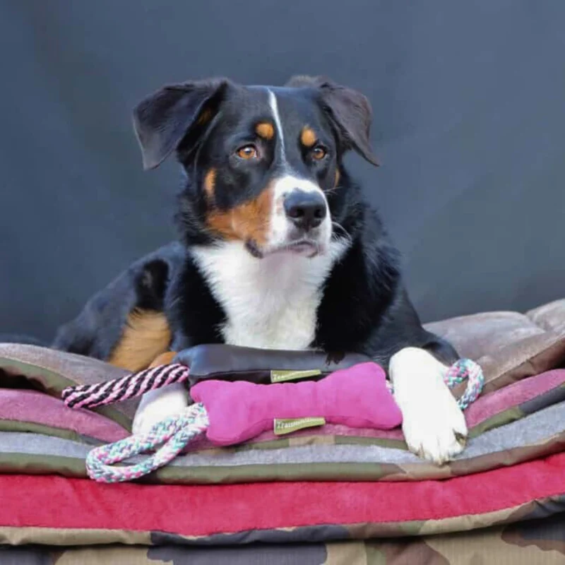 Traumhund® Kordelknochen