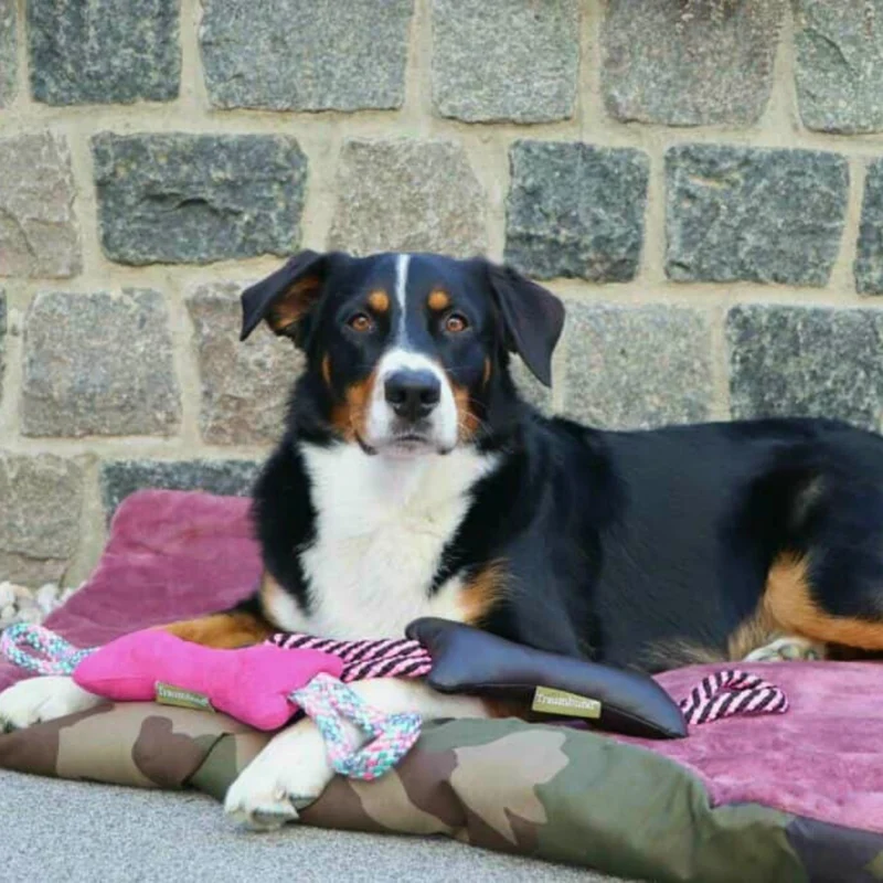 Hundedecke - Adventure mit Kuschelfeeling