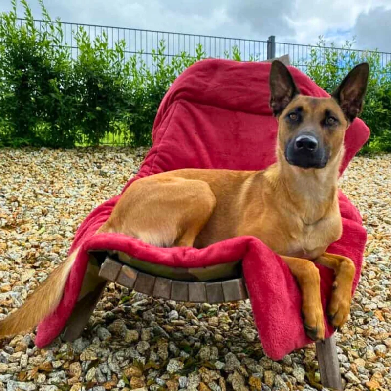 Hundedecke - Adventure mit Kuschelfeeling