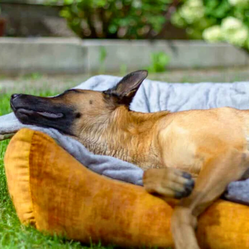 Hundedecke - Adventure mit Kuschelfeeling