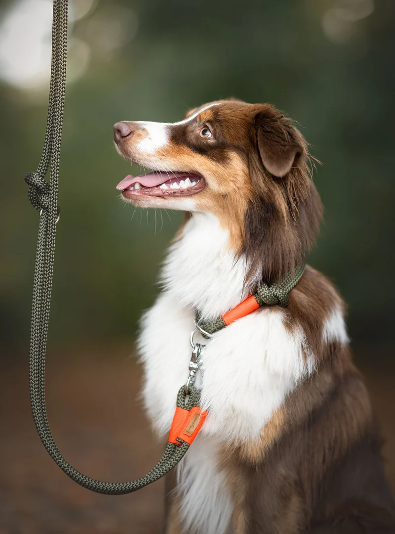 Festes Halsband Olive Grove NEONORANGE