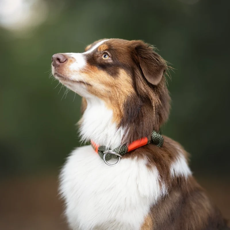 Zugstopp-Halsband Olive Grove NEONORANGE