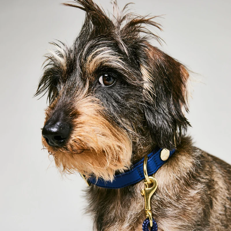 Halsband Softie DUNKELBLAU