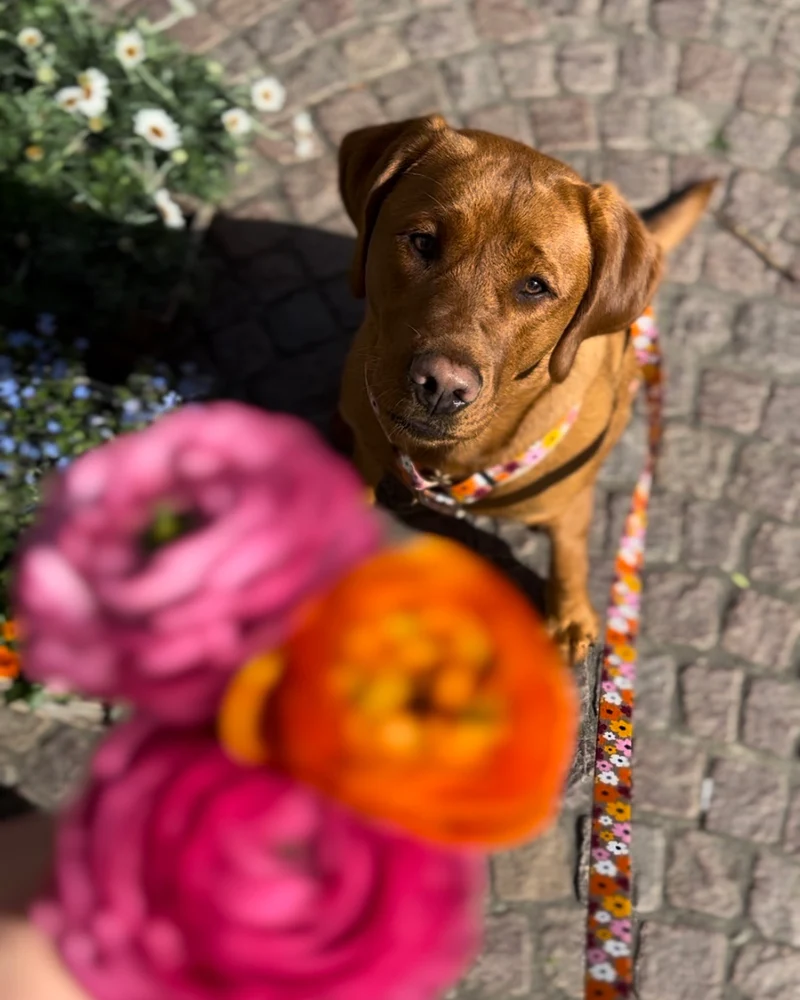 Designerleine BLUMENMEER, 250 cm (Umhängeleine)