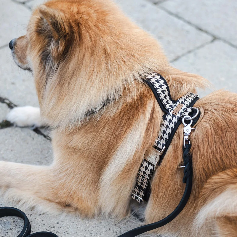 Hundegeschirr STADTGEFLÜSTER