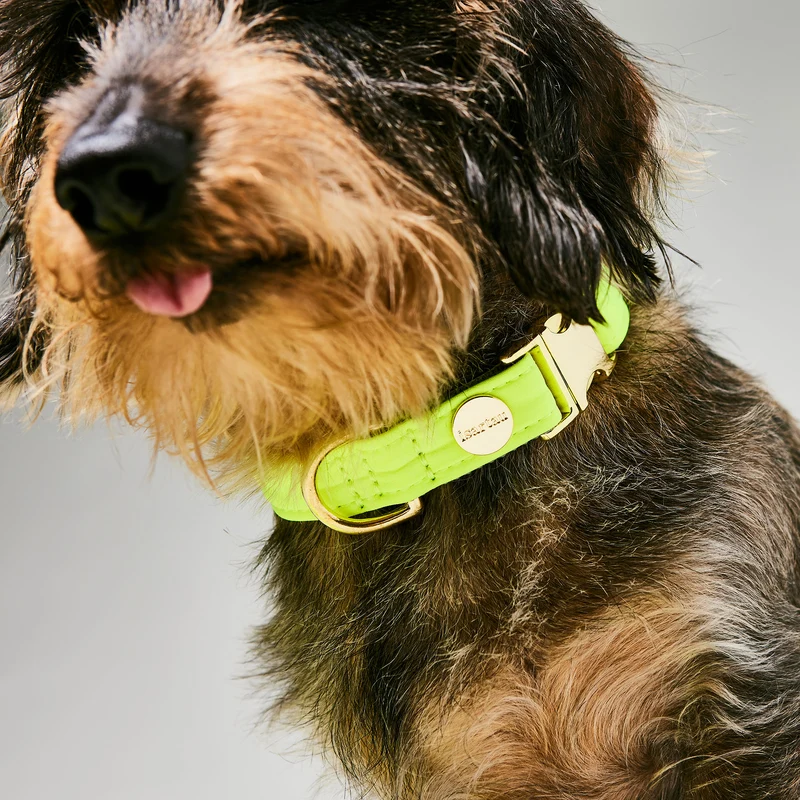 Halsband Softie NEONGELB-GRAU