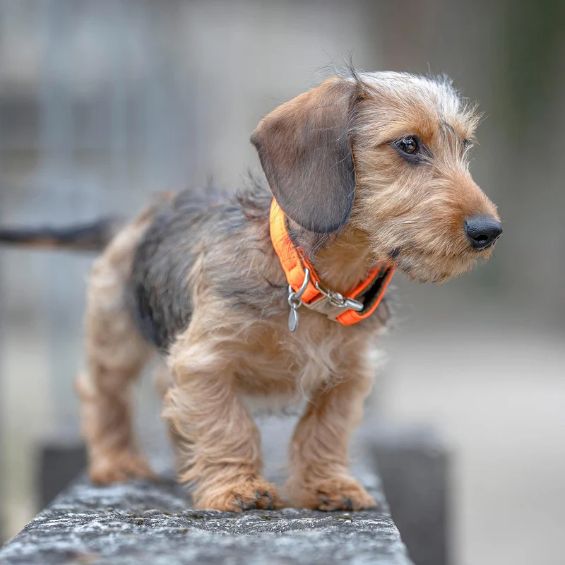 Halsband Softie NEONORANGE-OLIV