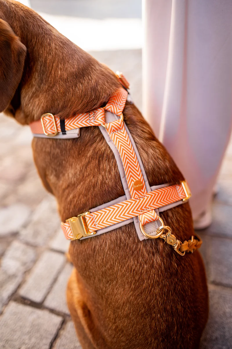 Hundegeschirr TÄNZER