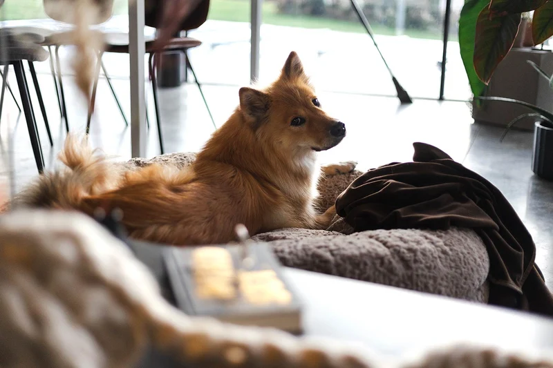 Hundebett rund, Bagelbettchen, Fell BEIGE