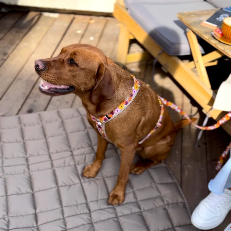 Hundegeschirr BLUMENMEER