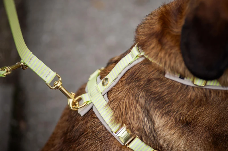 Hundegeschirr SUNNY