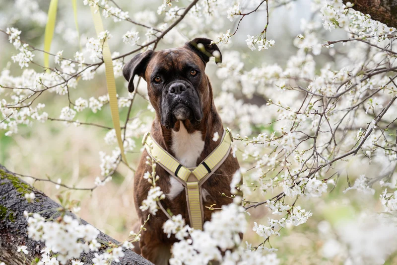 Hundegeschirr SUNNY
